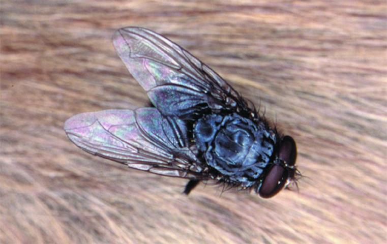 Figure 3. Bluebottle fly, Calliphora vomitoria.