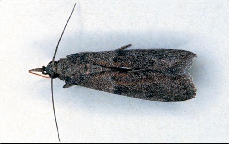 Figure 9. Almond moth, Cadra cautella.