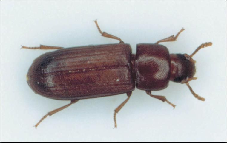 Figure 3. Flour beetle, Tribolium spp.