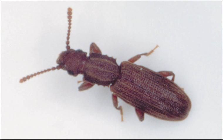 Figure 4. Sawtoothed grain beetle, Oryzaephilus surinamensis.
