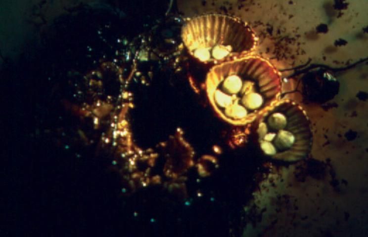 Figure 7. Bird's nest fungi.