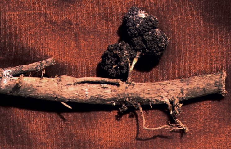 Figure 5. Nitrogen-fixing nodules.