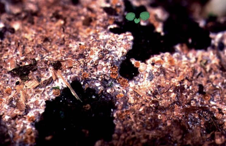 Figure 8. Spaerobolus, another common genus of bird's nest fungi.