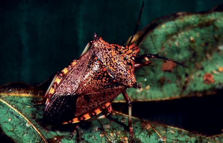 Figure 1. Predaceous stink bug.