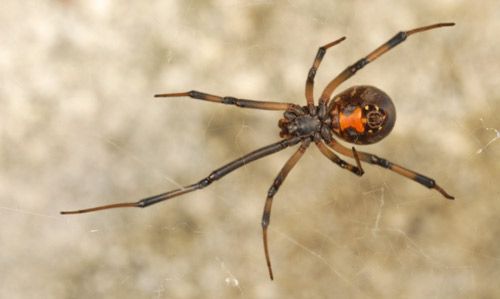 Figure 2. Adult female brown widow spider, Latrodectus geometricus (C.L. Koch).