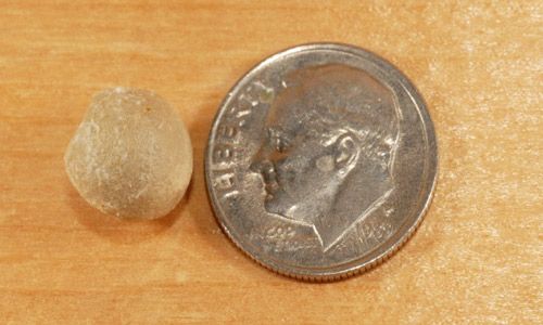 Figure 7. Egg sac of a Southern black widow, Latrodectus mactans (Fabricius). Southern black widow egg sacs are typically 1.0-1.25 cm across; the photo demonstrates the size in comparison to a dime.