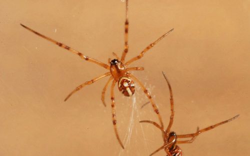 Figure 8. Dorsal view of Southern black widow spiderlings, Latrodectus mactans (Fabricius).