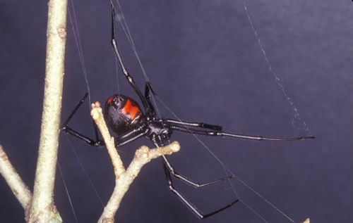 Figure 10. Adult female Southern black widow, Latrodectus mactans (Fabricius).