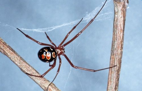 Figure 3. Dorsal view of adult red widow spider, Latrodectus bishopi (Kaston).