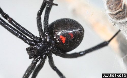 Figure 5. Adult female Western black widow, Latrodectus hesperus (Chamberlain and Ivie).