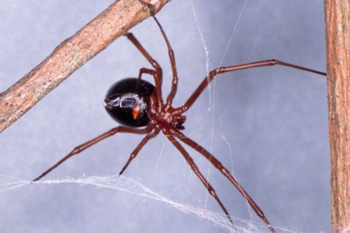 Figure 4. Ventral view of adult red widow spider, Latrodectus bishopi (Kaston).
