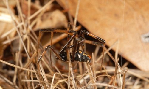 Figure 11. Adult male Southern black widow, Latrodectus mactans (Fabricius).