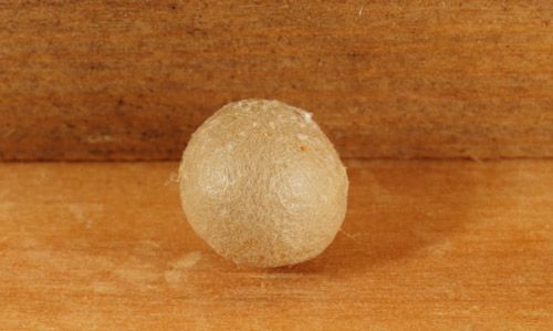 Figure 6. Egg sac of a Southern black widow, Latrodectus mactans