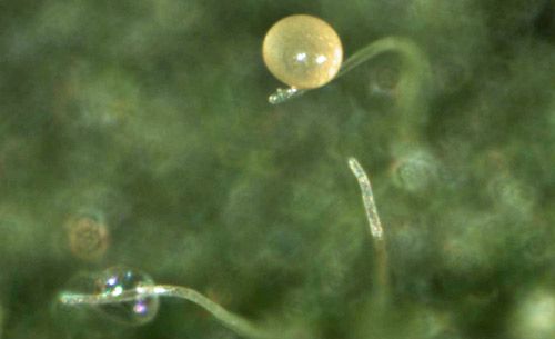Figure 2. Egg of Amblyseius swirskii laid on leaf trichome; emerged (empty) egg is visible in the lower left corner.