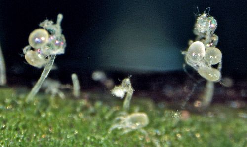 Figure 4. Amblyseius swirskii larvae emerging from eggs.