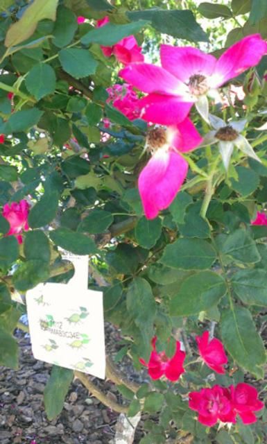 Figure 10. Slow-release sachet of predatory mites hung on a rose plant.
