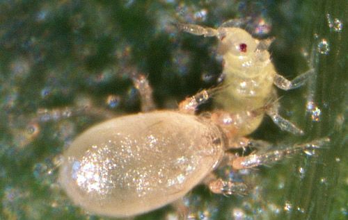 Figure 1. Adult Amblyseius swirskii feeding on thrips larvae.