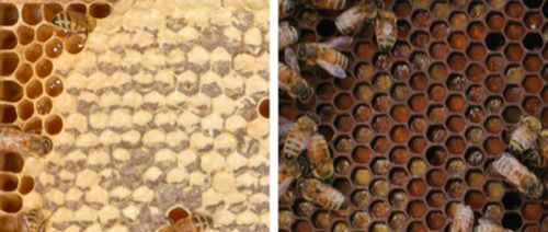 Figure 2. Worker European honey bee, Apis mellifera Linnaeus, with pollen stored in the corbicula of both hind legs.