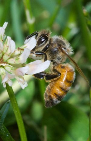Figure 2. Worker European honey bee, Apis mellifera Linnaeus, with pollen stored in the corbicula of both hind legs.