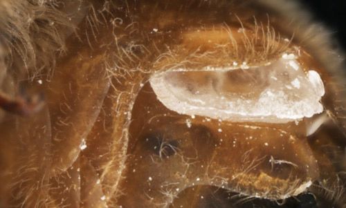 Figure 2. Worker European honey bee, Apis mellifera Linnaeus, with pollen stored in the corbicula of both hind legs.