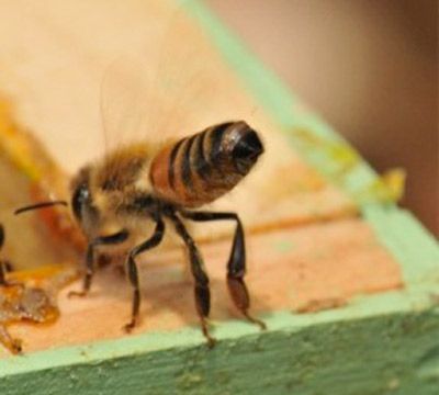 Western honey bee (Apis mellifera) - JungleDragon