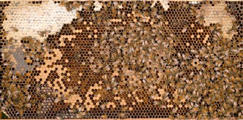 Figure 7. A frame of comb from a managed European honey bee colony containing all life stages of European honey bees, Apis mellifera Linnaeus, and worker bees tending to the developing brood. The queen can be seen in the lower right corner.