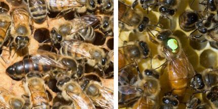 Figure 4. An unmarked queen European honey bee, Apis mellifera Linnaeus (left), and a queen who has been marked with a small dab of paint (right) on comb.