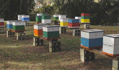 Figure 12. An apiary of managed European honey bee, Apis mellifera Linnaeus, colonies in Langstroth hives.