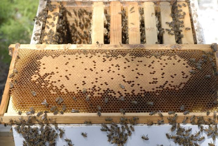 Figure 2. A good brood pattern shows capped brood in the center, with pollen and honey surrounding the brood.
