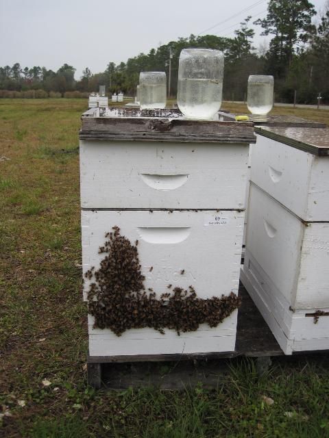 Figure 1. Hives getting supplemental sugar syrup through top feeders. Other feeders also can be used to deliver sugar or high fructose corn syrup to colonies.