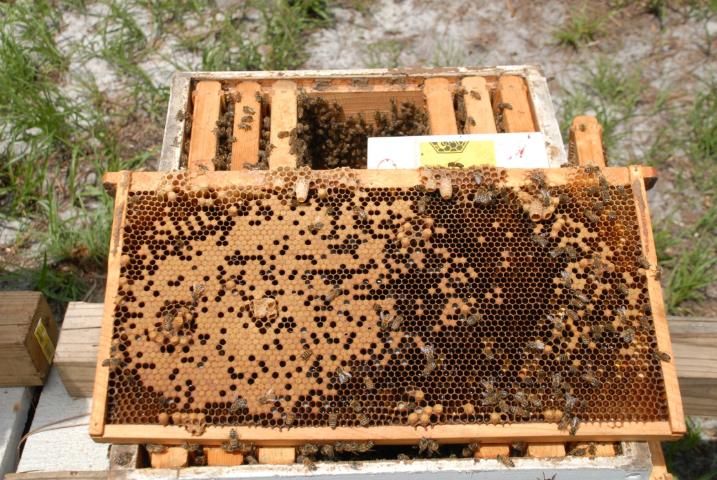 Figure 3. A spotty brood pattern, as seen here, suggests a failing or missing queen or a colony with potentially bad health. Colonies with brood patterns like this in early fall often do not survive winter.