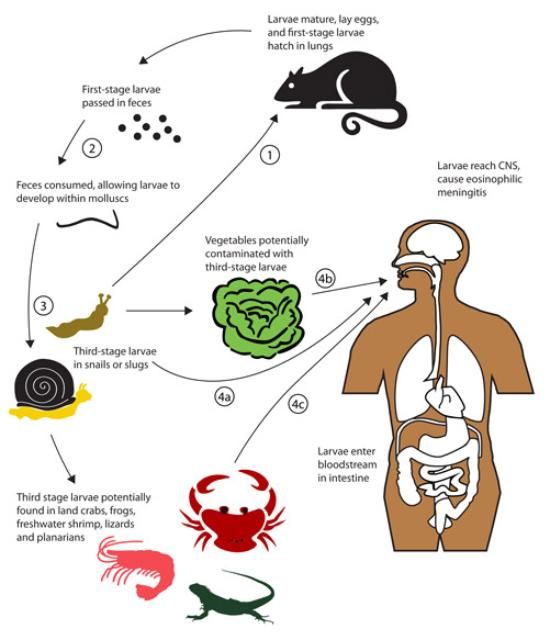 Figure 2. Potential routes of infection of the human central nervous system (CNS) by the rat lungworm, Angiostrongylus cantonensis. Note that the normal life cycle involves (1) consumption of molluscs by rats, then (2) excretion of nematodes in rat feces, which are then (3) consumed by molluscs. Human infection can occur when uncooked infected molluscs are eaten (4a) or, more rarely, when uncooked contaminated paratenic (transport) hosts (4C) or vegetable matter (4b) is consumed.