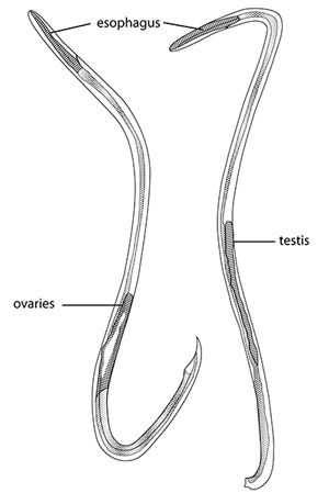 Figure 3. Adult female (left) and male (right) of the rat lungworm, Angiostrongylus cantonensis.