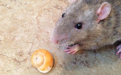 Figure 1. Rats are the normal host of Angiostrogylus cantonensis nematodes. They acquire the parasite by feeding on infected molluscs.