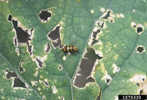 Figure 4. Cucumber anthracnose and feeding damage from the spotted cucumber beetle, Diabrotica undecimpunctata howardi Barber