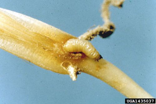 Figure 3. Larvae of the spotted cucumber beetle, Diabrotica undecimpunctata howardi Barber.