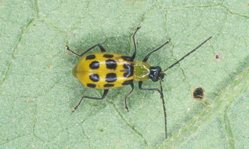 Figure 1. The spotted cucumber beetle, Diabrotica undecimpunctata howardi Barber.