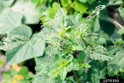 Figure 5. Adult of the spotted cucumber beetle, Diabrotica undecimpunctata howardi Barber, on pigweed in a field of cucumber.