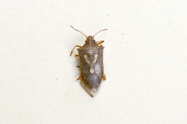 Figure 3. The stink bug Oebalus ypsilongriseus was first reported in Florida rice in 1988. The adult is shown.