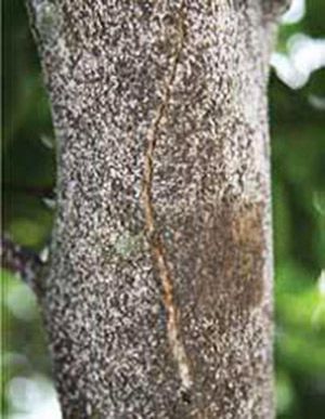 Figure 9. Bark splitting caused by severe infestation of citrus snow scale, Unaspis citri Comstock.