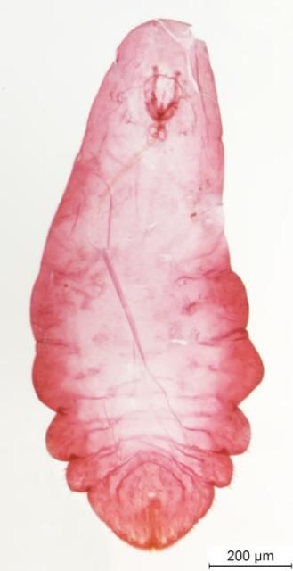 Figure 5. Adult female citrus snow scale, Unaspis citri Comstock, showing larval body form underneath the armor.