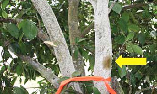 Figure 10. Citrus tree covered in citrus snow scales, Unaspis citri Comstock. The arrow shows an area where crawlers have been brushed away to monitor crawler activity.
