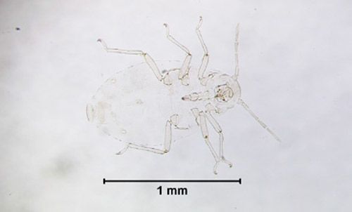 Figure 3. Stegophylla brevirostris Quednau.