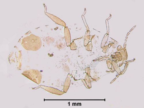 Figure 7. Diphyllaphis microtrema Quednau ovipara.