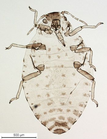 Figure 5. Diphyllaphis microtrema Quednau.