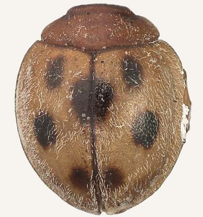 Figure 4. Pharoscymnus flexibilis (Mulsant).