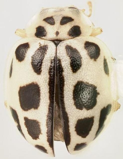 Figure 5. Psyllobora schwarzi Chapin.
