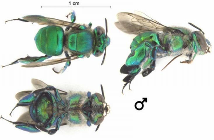 Figure 1. A male Euglossa dilemma photographed from various angles. Characteristic green metallic coloration, long tongue, brush-like front tarsi, and enlarged hind tibiae are visible.