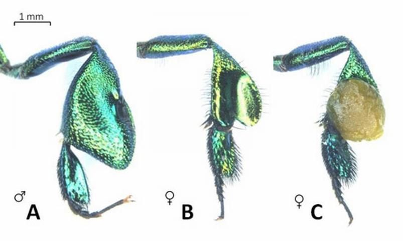 Figure 3. Hind legs of male (a) and female (b,c) green orchid bees. Male bees have an enlarged hind tibia with a hole providing access to the spongy compartment which acts as storage for fragrant compounds collected from its environment. Females have corbiculae (pollen baskets) for collecting pollen and propolis (plant resins).