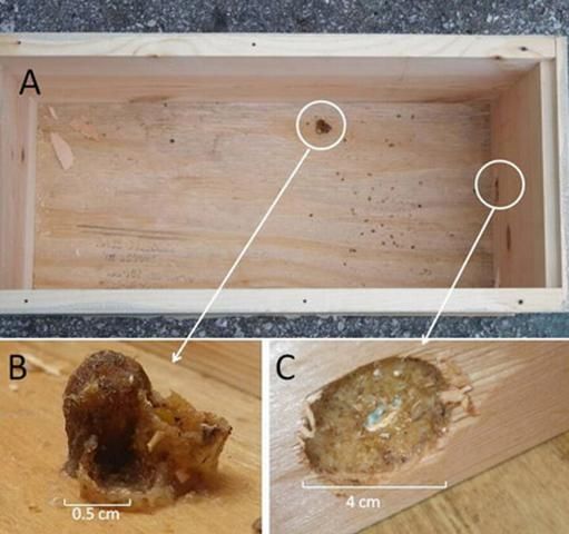 Figure 4. A young orchid bee nest constructed inside an empty nucleus colony box (a beekeeping hive box half as wide as a typical hive box used for housing small honey bee colonies) (a). The top has been removed revealing three cells under construction by a female green orchid bee (b). The entrance has been sealed off with propolis (plant resins) except for a small hole allowing entry for the female bee (c).